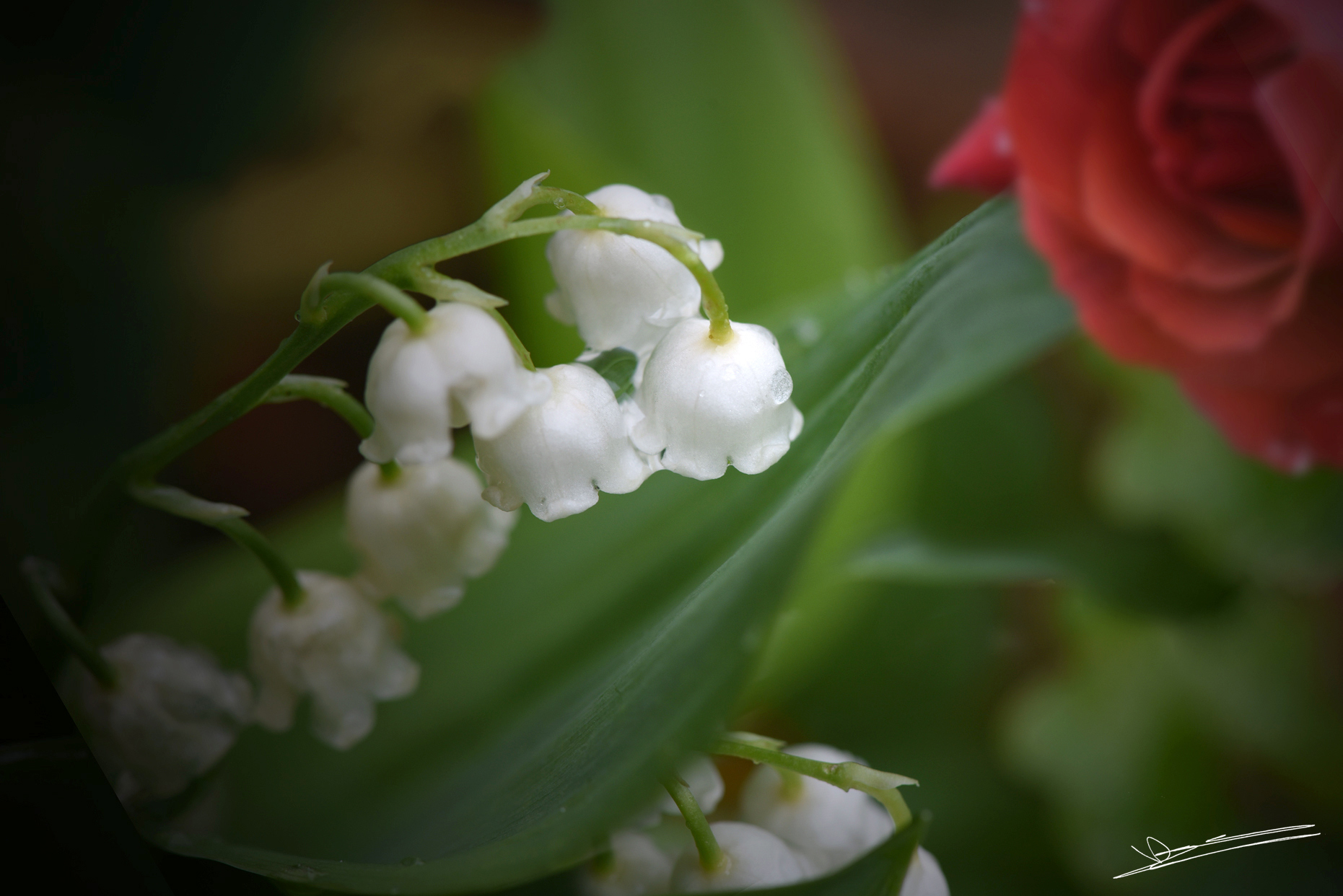 VD - Photographie | Le brin de muguet de 2020